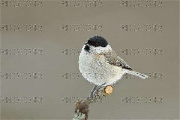 Marsh tit (Parus palustris) sitting on a branch, Wilnsdorf, North Rhine-Westphalia, Germany, Europe