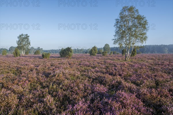 Heathland, flowering common heather (Calluna vulgaris) and birch (Betula), blue sky, Lueneburg Heath, Lower Saxony, Germany, Europe