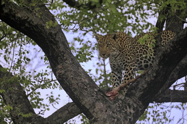 Leopard (Panthera pardus), adult, in tree, with prey, Sabi Sand Game Reserve, Kruger NP, Kruger National Park, South Africa, Africa