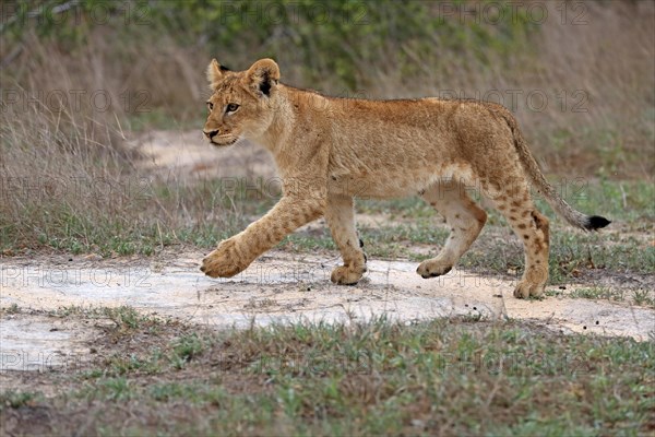 Lion (Panthera leo), young, stalking, alert, Sabi Sand Game Reserve, Kruger National Park, Kruger National Park, South Africa, Africa