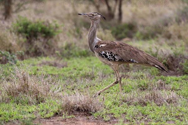 Kori bustard (Ardeotis kori), adult, running, foraging, vigilant, Kruger National Park, Kruger National Park, South Africa, Africa