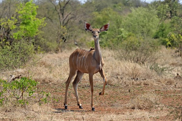 Greater Kudu, zambezi greater kudu (Strepsiceros zambesiensis), adult, female, foraging, Kruger National Park, Kruger National Park, South Africa, Africa