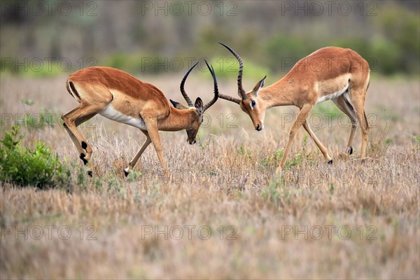 Black Heeler Antelope, (Aepyceros melampus), adult, male, two males, fighting, Sabi Sand Game Reserve, Kruger National Park, Kruger National Park, South Africa, Africa