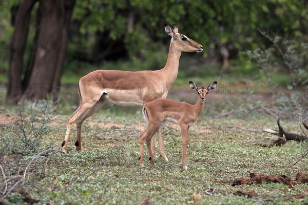 Black Heeler Antelope, (Aepyceros melampus), adult, female, young animal, mother with young animal, Kruger National Park, Kruger National Park, South Africa, Africa