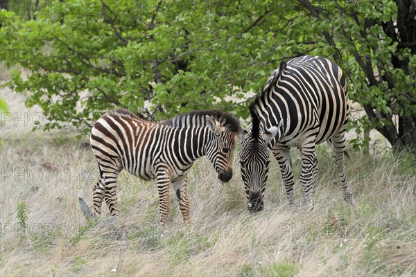 Burchell's zebra (Equus quagga burchelli), adult, female, young animal, mother with young animal, feeding, Kruger National Park, Kruger National Park, South Africa, Africa