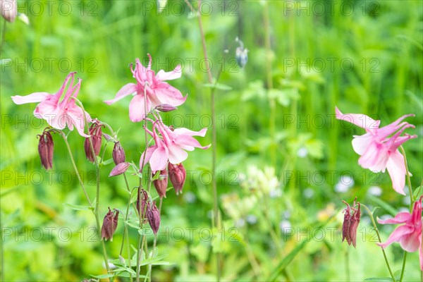 Beautiful columbine or aquilegia pink flowers in the garden, selective focus