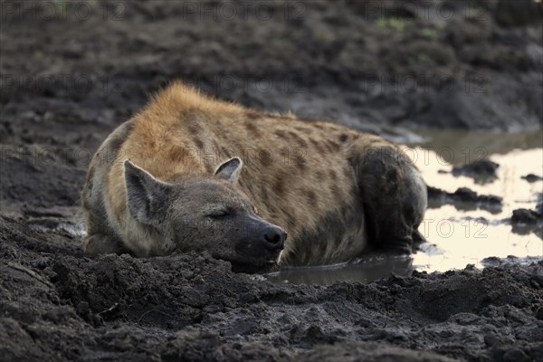 Spotted hyena (Crocuta crocuta), adult, in water, resting, Sabi Sand Game Reserve, Kruger National Park, Kruger National Park, South Africa, Africa