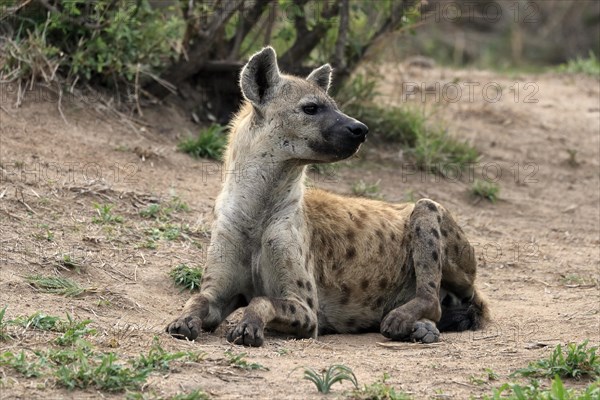 Spotted hyena (Crocuta crocuta), adult, sitting, observed, alert, Sabi Sand Game Reserve, Kruger National Park, Kruger National Park, South Africa, Africa