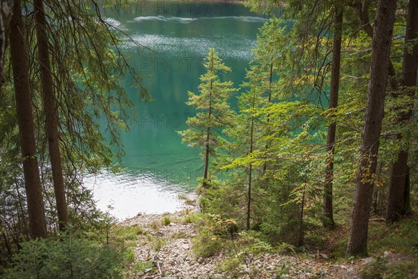 Trees and forest at Lake Eibsee lake, Grainau, Werdenfelser Land, Upper Bavaria, Bavaria, Germany, Europe