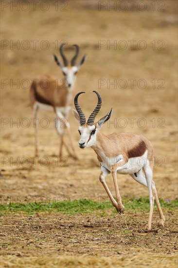 Springbok (Antidorcas marsupialis) in the dessert, captive, distribution Africa