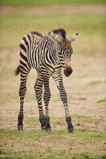Plains zebra (Equus quagga) foal, walking in the dessert, captive, distribution Africa