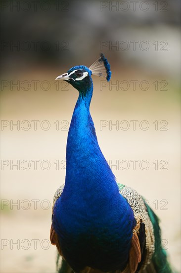 Indian peafowl (Pavo cristatus), portrait, France, Europe