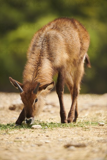 Waterbuck (Kobus defassa) in the dessert, captive, distribution Africa