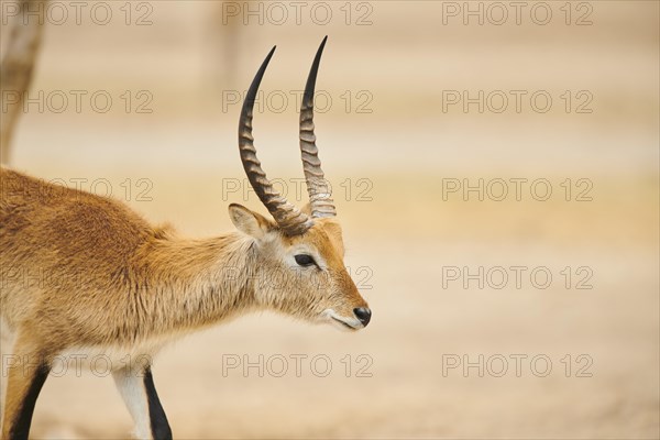 Southern lechwe (Kobus leche) in the dessert, captive, distribution Africa