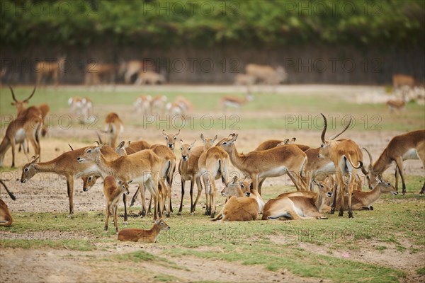 Southern lechwe (Kobus leche) in the dessert, captive, distribution Africa