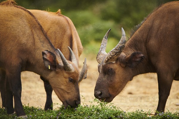 Red buffalo (Syncerus caffer nanus) in the dessert, captive, distribution Africa