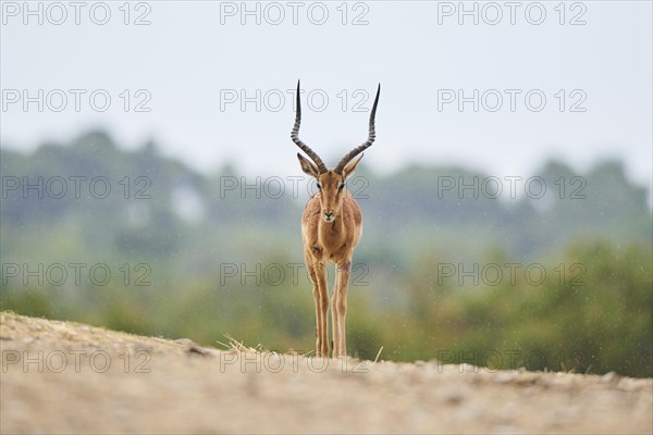 Impala (Aepyceros melampus), buck, walking in the dessert, captive, distribution Africa