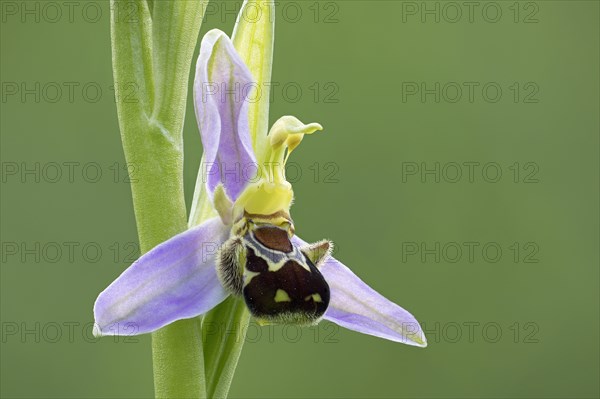 Bee orchid