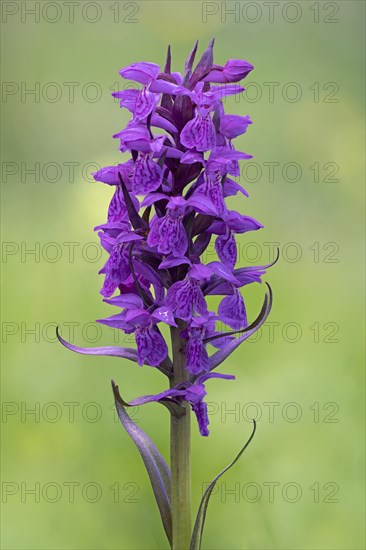 Broad-leaved orchid