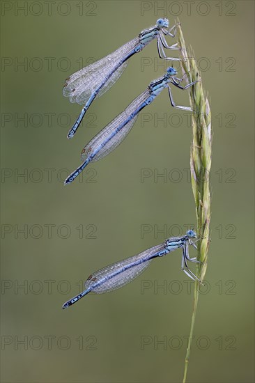 Platycnemididae