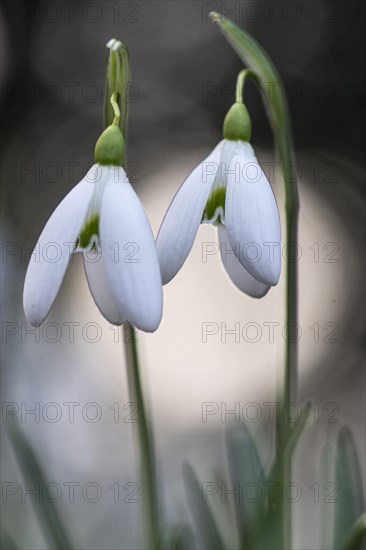 Snowdrop (Galanthus nivalis), Emsland, Lower Saxony, Germany, Europe