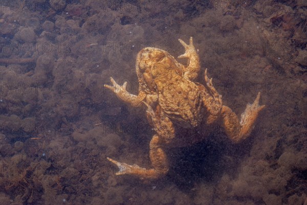 Common toad (Bufo bufo) in a pond during the breeding season in spring. Haut-Rhin, Alsace, Grand Est, France, Europe