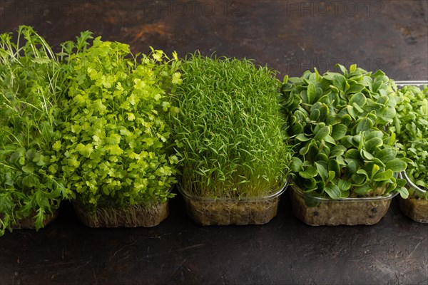 Set of boxes with microgreen sprouts of spinach, carrot, chrysanthemum, borage, mizuna cabbage on black concrete background. Side view, copy space