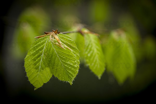 Hazelnut leaf (Corylus avellana), Mindelheim, Bavaria, Germany, Europe