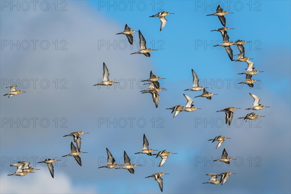 Black-tailed Godwit, Limosa limosa, birds in flight on blue sky