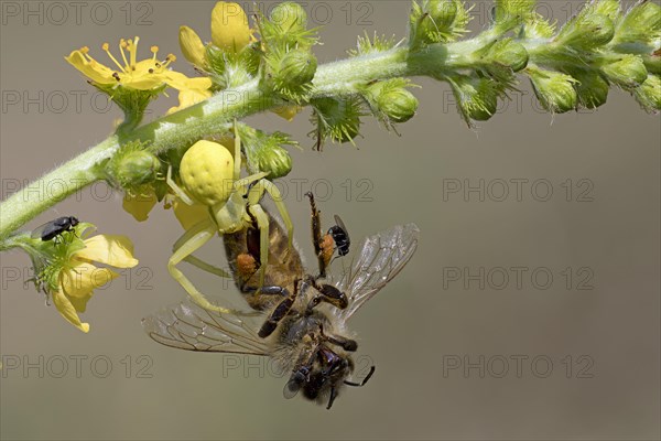 Variable crab spider with prey