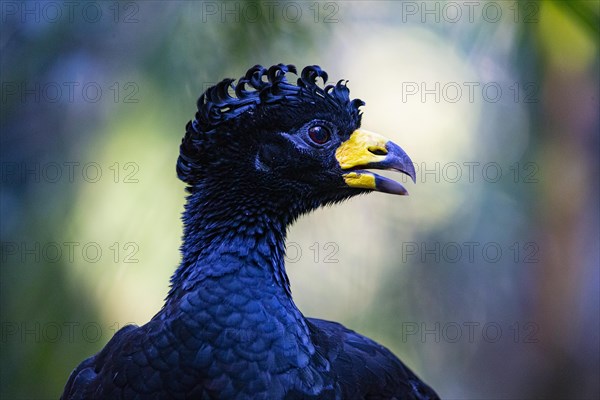 Bare-faced shokko (Crax fasciolata) Pantanal Brazil