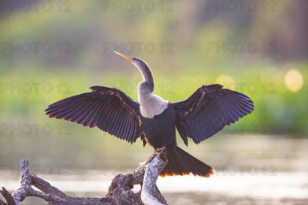 American darter (Anhinga anhinga) Pantanal Brazil