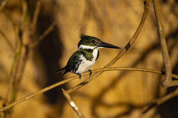 Amazon kingfisher (Chloroceryle amazona) Pantanal Brazil