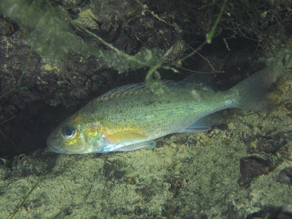 ruffe (Gymnocephalus cernua), dive site Zollbruecke, Rheinau, Canton Zurich, Rhine, High Rhine, Switzerland, Germany, Europe