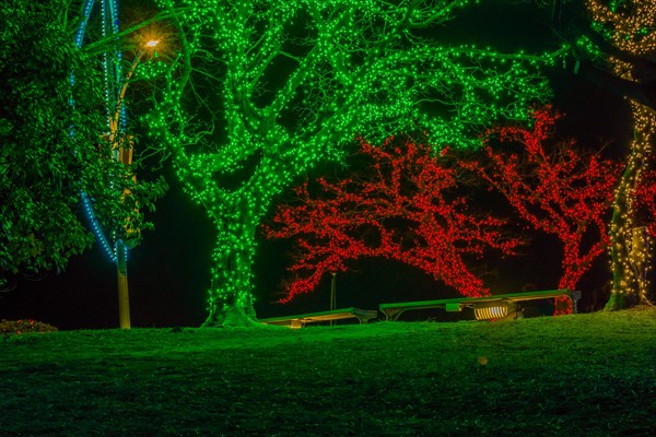 Trees covered with tiny red, white and green Christmas lights with two park benches under the trees in South Korea
