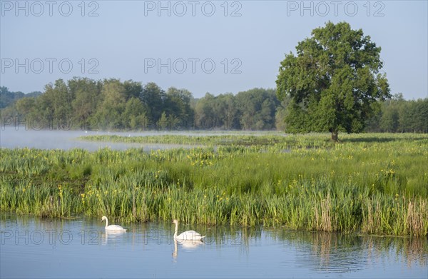 Wetland, wet meadow, water surface, mute swans (Cygnus olor), marsh iris (Iris pseudacorus) in bloom, English oak (Quercus robur), Barnbruchswiesen and Ilkerbruch nature reserve, Lower Saxony, Germany, Europe