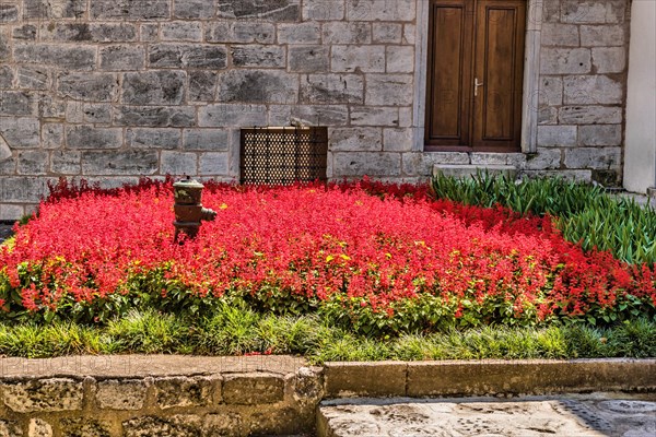 Rusty fire hydrant in bed of beautiful red flowers in Istanbul, Turkiye