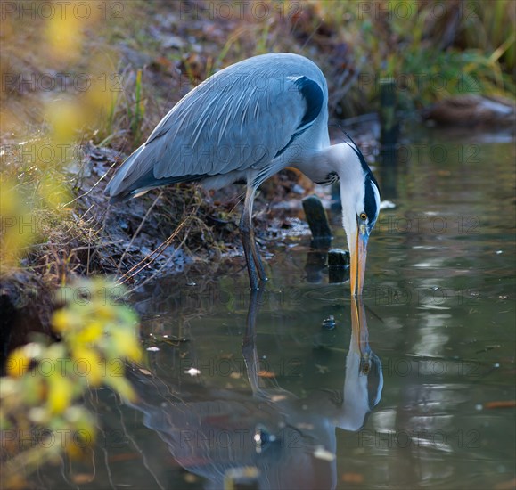 Grey Heron or Great Egret (Ardea cinerea cinerea) standing in shallow water on the shore of a lake, dipping the tip of its beak into the water in front of it, vegetation with autumn colours all around, clear reflection in the water, Hesse, Germany, Europe