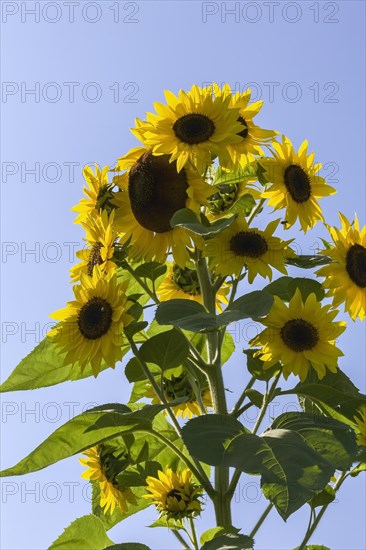 Sunflowers (Helianthus annuus) in summer, Quebec, Canada, North America