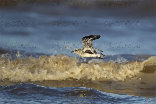 Grey plover (Pluvialis squatarola) adult bird in winter plumage flying over breaking waves of the sea, Norfolk, England, United Kingdom, Europe