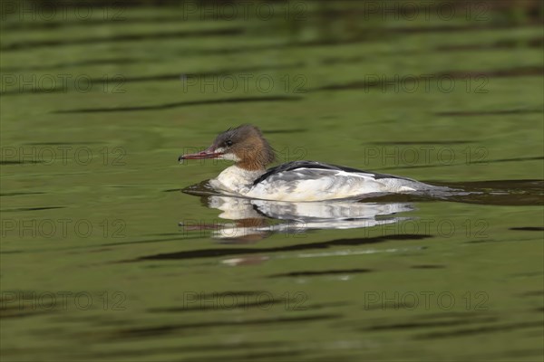 Goosander (Mergus merganser) adult female bird on a lake, Derbyshire, England, United Kingdom, Europe