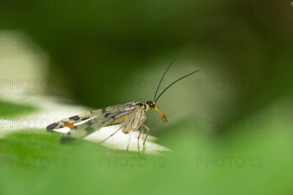 Common scorpionfly (Panorpa communis), female sitting on a leaf, blurred background, close-up, macro shot, Allertal, Lower Saxony, Germany, Europe
