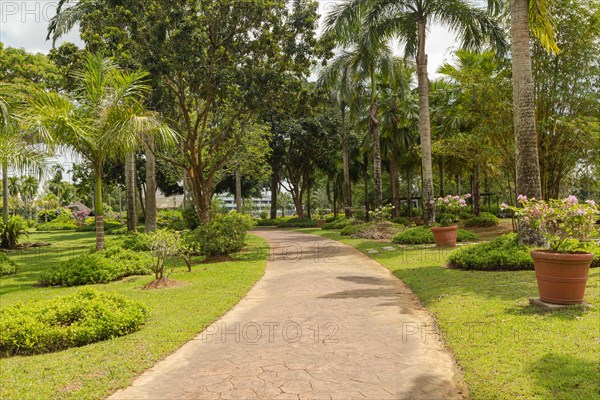 Palm collection in city park in Kuching, Malaysia, tropical garden with large trees and lawns, gardening, landscape design. Daytime with cloudy blue sky, Asia