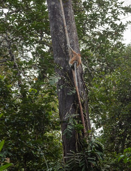 Proboscis Monkey climbing on tree in Bako national park, Borneo, Malaysia. Jungle, tropics concept