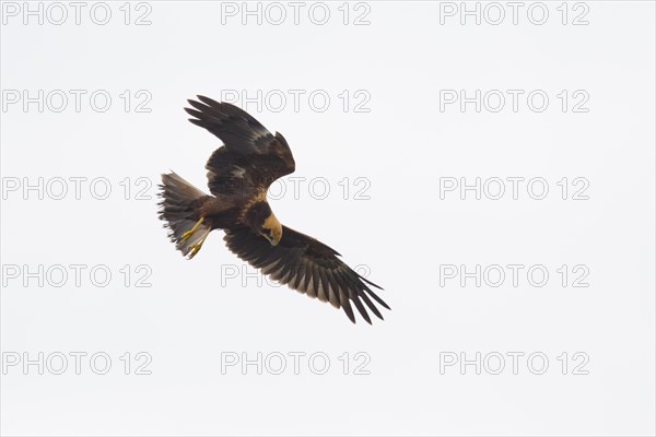 Western marsh-harrier (Circus aeruginosus), Emsland, Lower Saxony, Germany, Europe