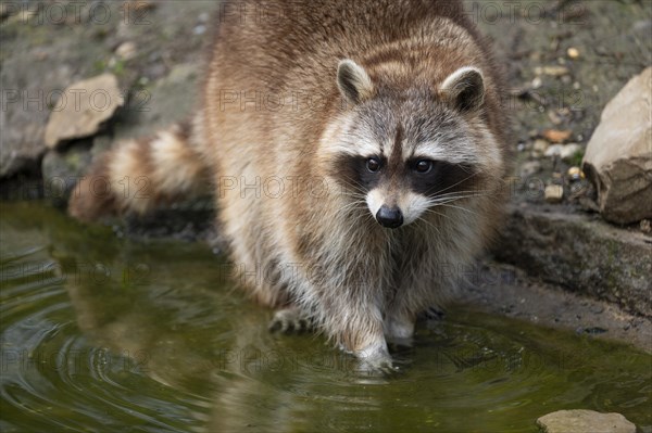 Raccoon (Procyon lotor) standing in water, captive, Germany, Europe