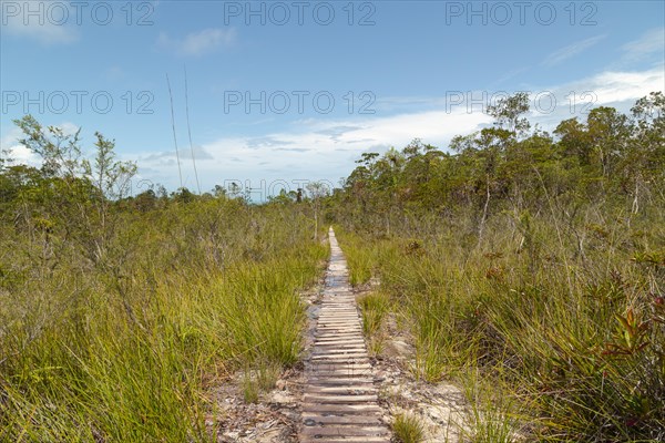 Wooden deck, jungle path in Bako national park, sunny day, blue sky and grass. Vacation, travel, tropics concept, no people, Malaysia, Kuching, Asia