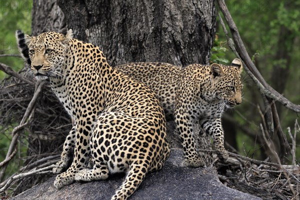 Leopard (Panthera pardus), adult with young, observed, alert, sitting, on rocks, Sabi Sand Game Reserve, Kruger NP, Kruger National Park, South Africa, Africa