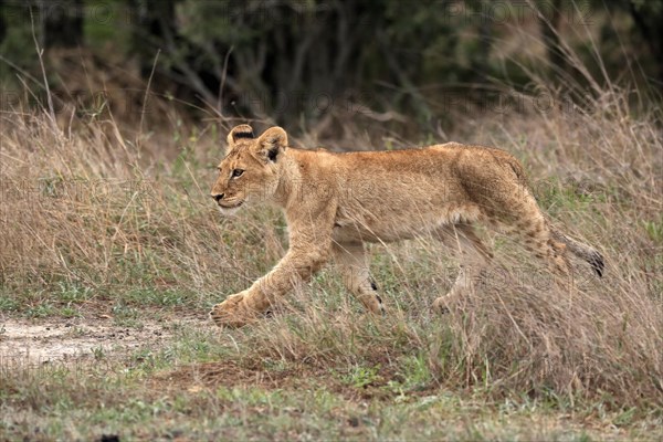 Lion (Panthera leo), young, stalking, running, alert, Sabi Sand Game Reserve, Kruger National Park, Kruger National Park, South Africa, Africa