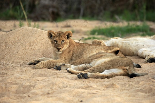 Lion (Panthera leo), cubs, siblings, vigilant, Sabi Sand Game Reserve, Kruger National Park, Kruger National Park, South Africa, Africa